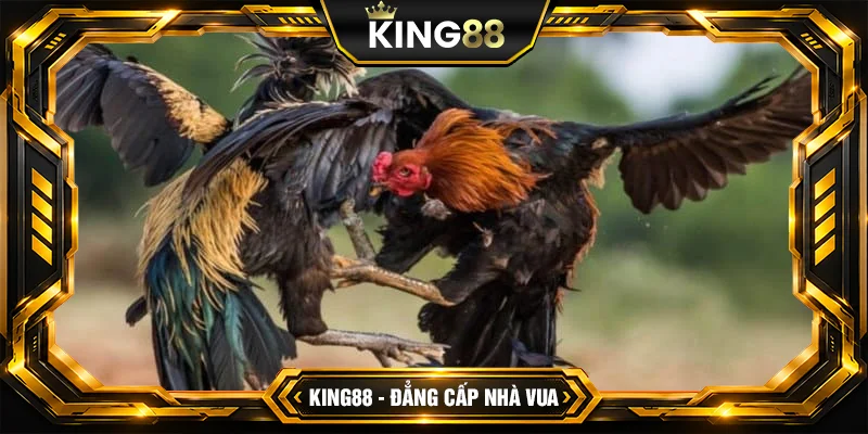 Chọn Tướng Gà Đá Chuẩn Chọn Tướng Gà Đá Chuẩn
