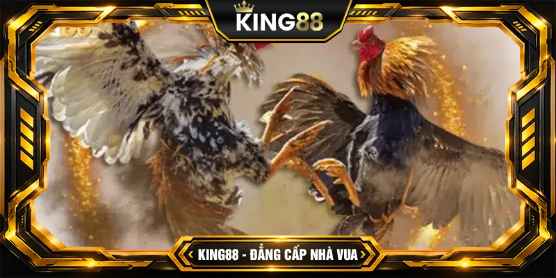 Các loại đá gà nổi bật tại King88 mà người chơi yêu thích Các loại đá gà nổi bật tại King88 mà người chơi yêu thích